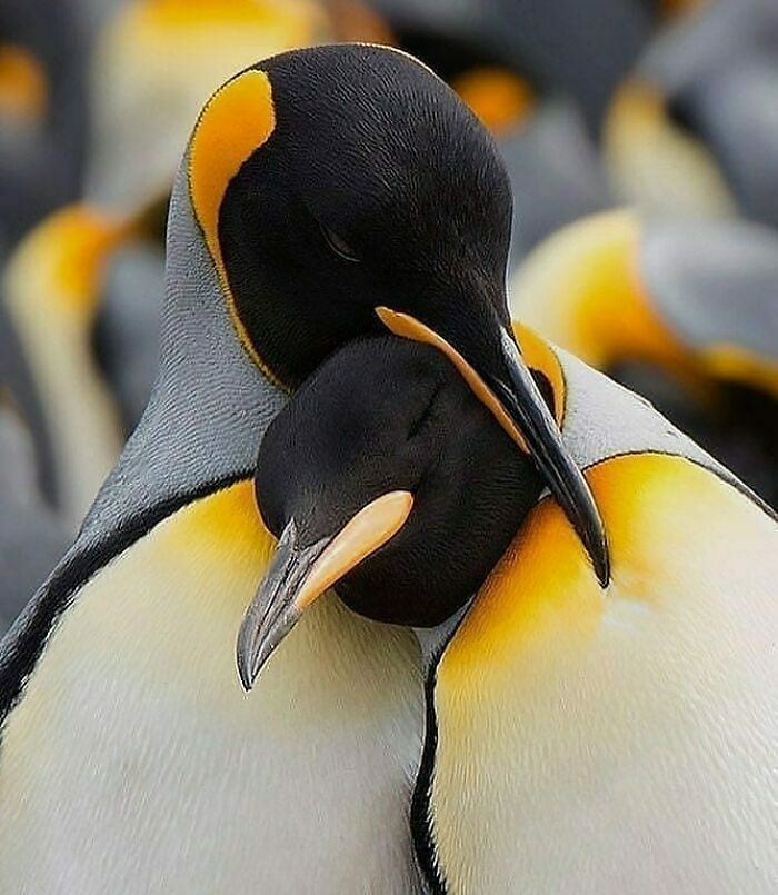 This Page Shared 80 Rare Bird Photos That Showcase The Beauty Of Nature In Flight This Page Shared 80 Rare Bird Photos That Showcase The Beauty Of Nature In Flight