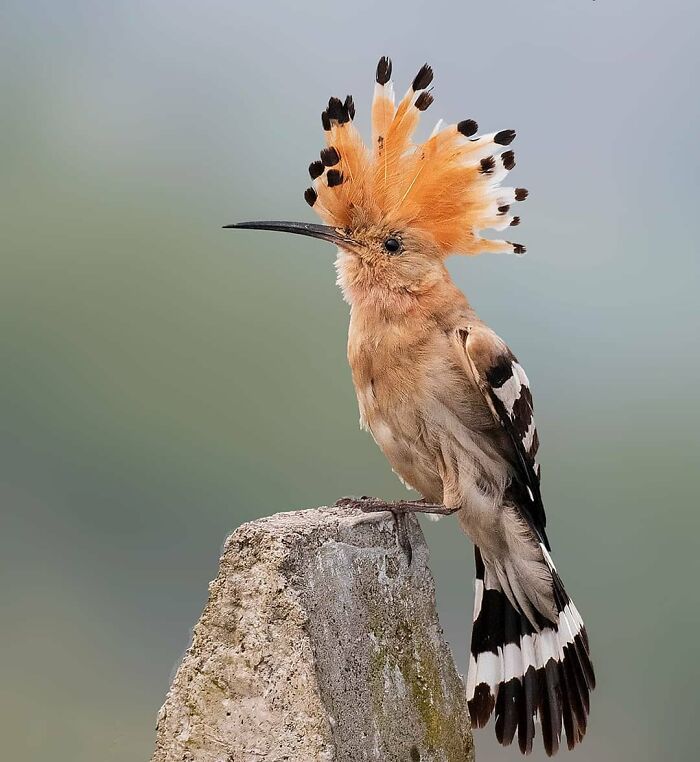 This Page Shared 80 Rare Bird Photos That Showcase The Beauty Of Nature In Flight This Page Shared 80 Rare Bird Photos That Showcase The Beauty Of Nature In Flight