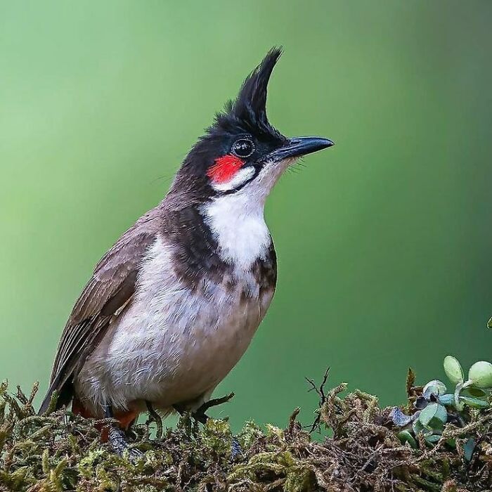 This Page Shared 80 Rare Bird Photos That Showcase The Beauty Of Nature In Flight This Page Shared 80 Rare Bird Photos That Showcase The Beauty Of Nature In Flight