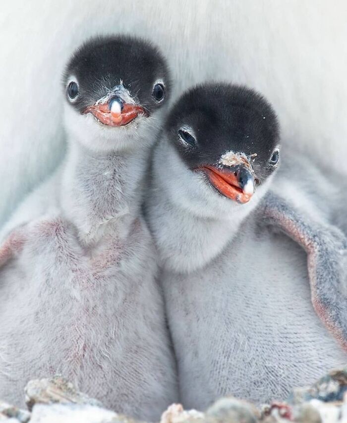 This Page Shared 80 Rare Bird Photos That Showcase The Beauty Of Nature In Flight This Page Shared 80 Rare Bird Photos That Showcase The Beauty Of Nature In Flight