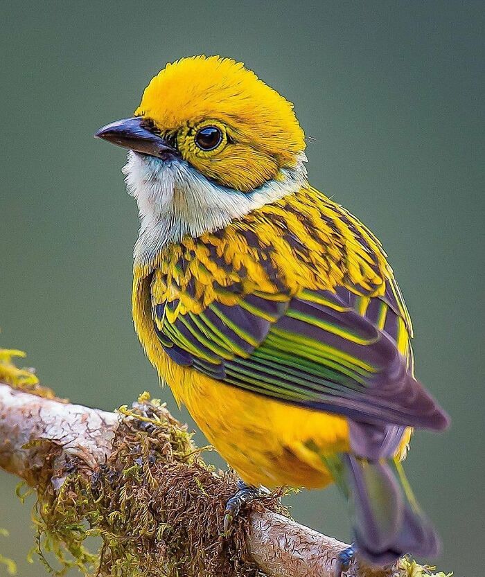 This Page Shared 80 Rare Bird Photos That Showcase The Beauty Of Nature In Flight This Page Shared 80 Rare Bird Photos That Showcase The Beauty Of Nature In Flight
