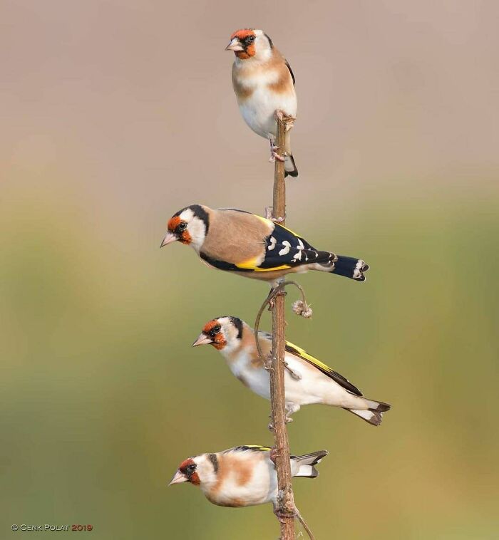 This Page Shared 80 Rare Bird Photos That Showcase The Beauty Of Nature In Flight This Page Shared 80 Rare Bird Photos That Showcase The Beauty Of Nature In Flight