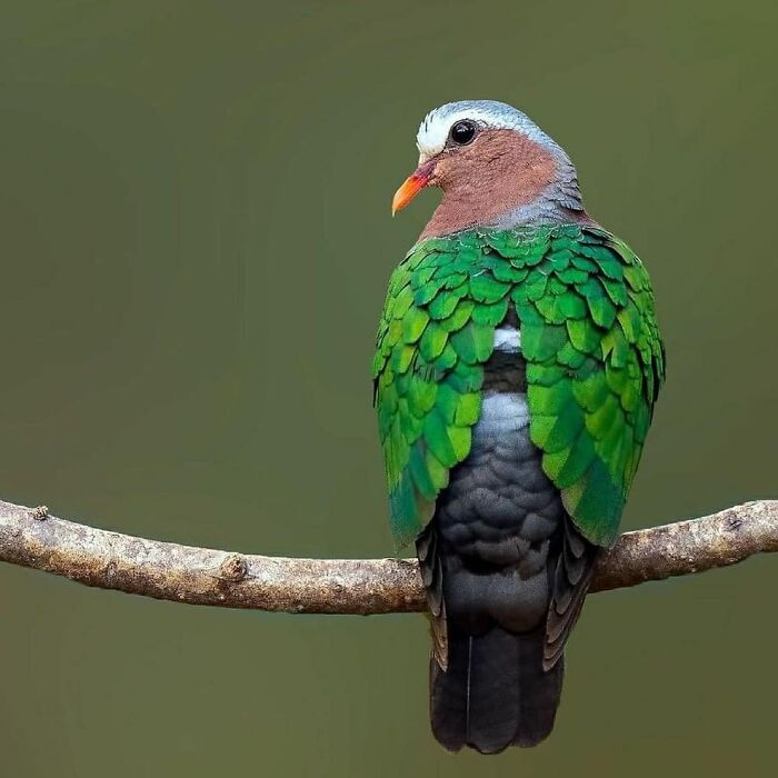 This Page Shared 80 Rare Bird Photos That Showcase The Beauty Of Nature In Flight This Page Shared 80 Rare Bird Photos That Showcase The Beauty Of Nature In Flight