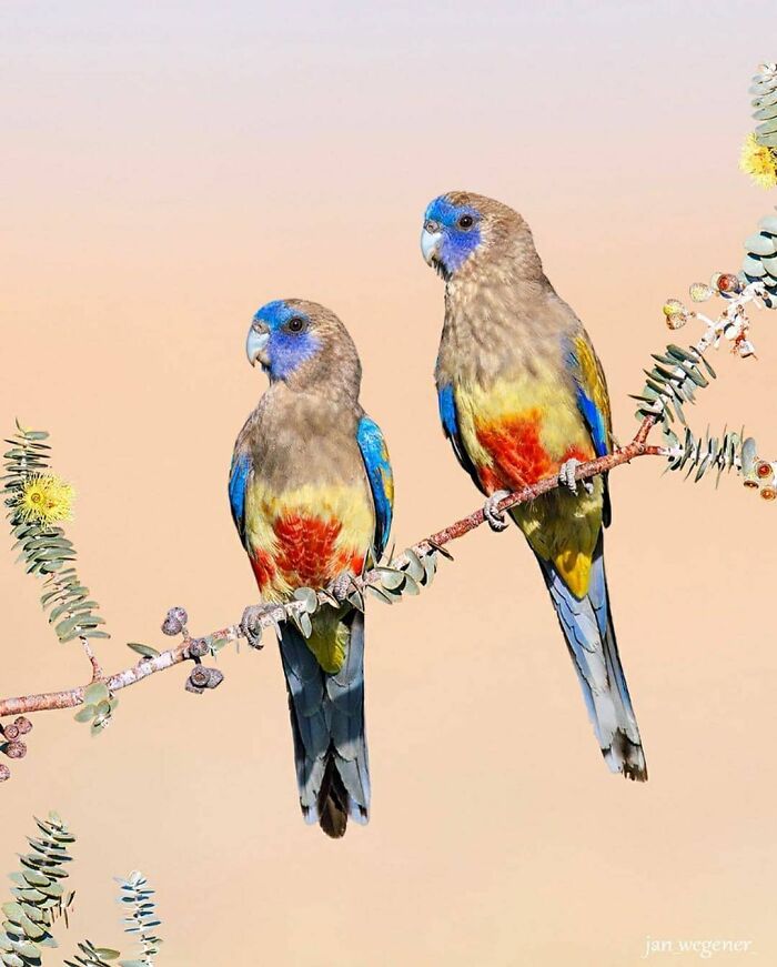 This Page Shared 80 Rare Bird Photos That Showcase The Beauty Of Nature In Flight This Page Shared 80 Rare Bird Photos That Showcase The Beauty Of Nature In Flight