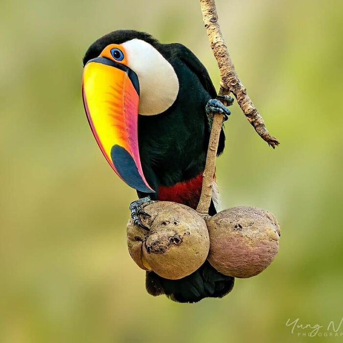 This Page Shared 80 Rare Bird Photos That Showcase The Beauty Of Nature In Flight This Page Shared 80 Rare Bird Photos That Showcase The Beauty Of Nature In Flight