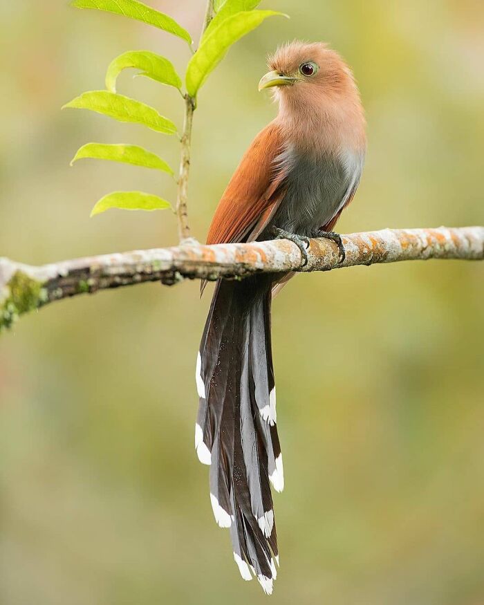 This Page Shared 80 Rare Bird Photos That Showcase The Beauty Of Nature In Flight This Page Shared 80 Rare Bird Photos That Showcase The Beauty Of Nature In Flight