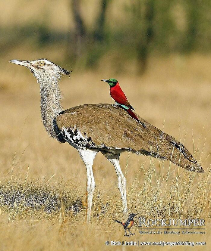 This Page Shared 80 Rare Bird Photos That Showcase The Beauty Of Nature In Flight This Page Shared 80 Rare Bird Photos That Showcase The Beauty Of Nature In Flight