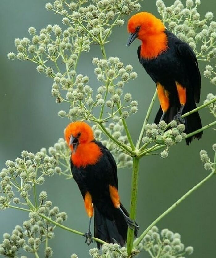 This Page Shared 80 Rare Bird Photos That Showcase The Beauty Of Nature In Flight This Page Shared 80 Rare Bird Photos That Showcase The Beauty Of Nature In Flight