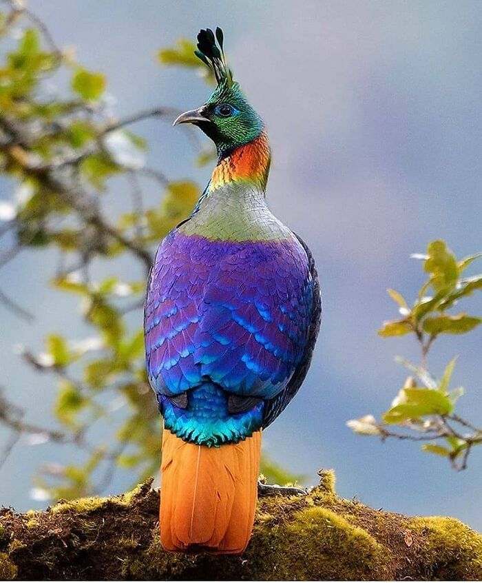 This Page Shared 80 Rare Bird Photos That Showcase The Beauty Of Nature In Flight This Page Shared 80 Rare Bird Photos That Showcase The Beauty Of Nature In Flight