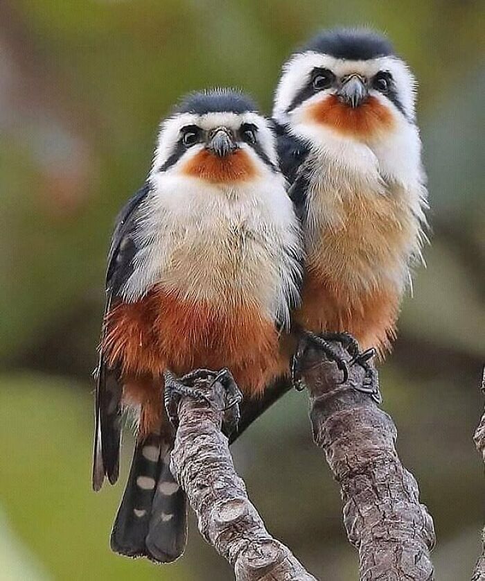 This Page Shared 80 Rare Bird Photos That Showcase The Beauty Of Nature In Flight This Page Shared 80 Rare Bird Photos That Showcase The Beauty Of Nature In Flight