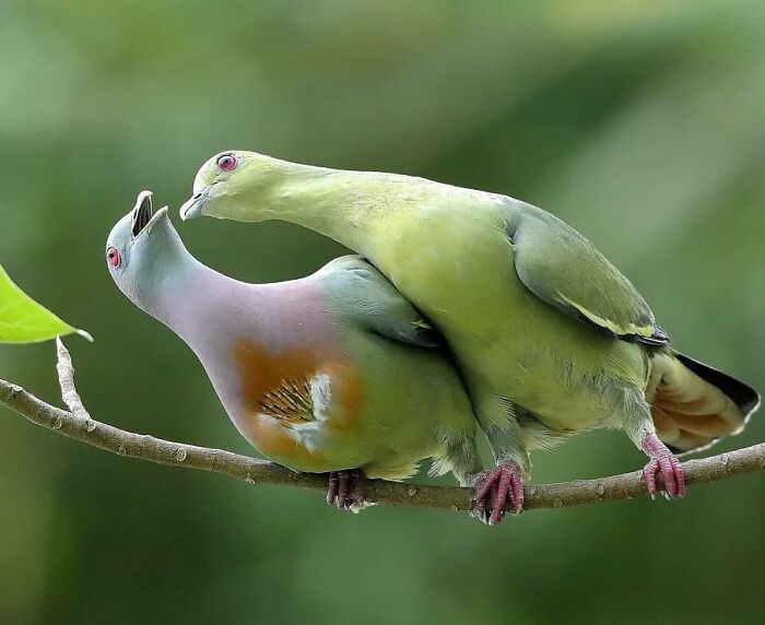 This Page Shared 80 Rare Bird Photos That Showcase The Beauty Of Nature In Flight This Page Shared 80 Rare Bird Photos That Showcase The Beauty Of Nature In Flight