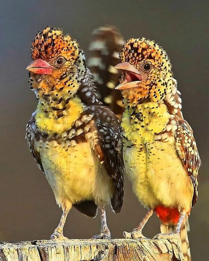 This Page Shared 80 Rare Bird Photos That Showcase The Beauty Of Nature In Flight This Page Shared 80 Rare Bird Photos That Showcase The Beauty Of Nature In Flight