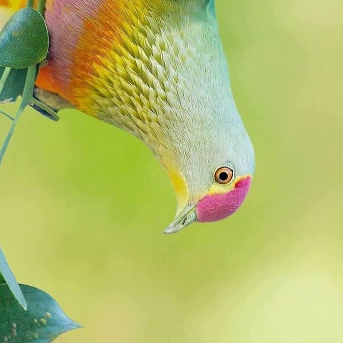 This Page Shared 80 Rare Bird Photos That Showcase The Beauty Of Nature In Flight This Page Shared 80 Rare Bird Photos That Showcase The Beauty Of Nature In Flight