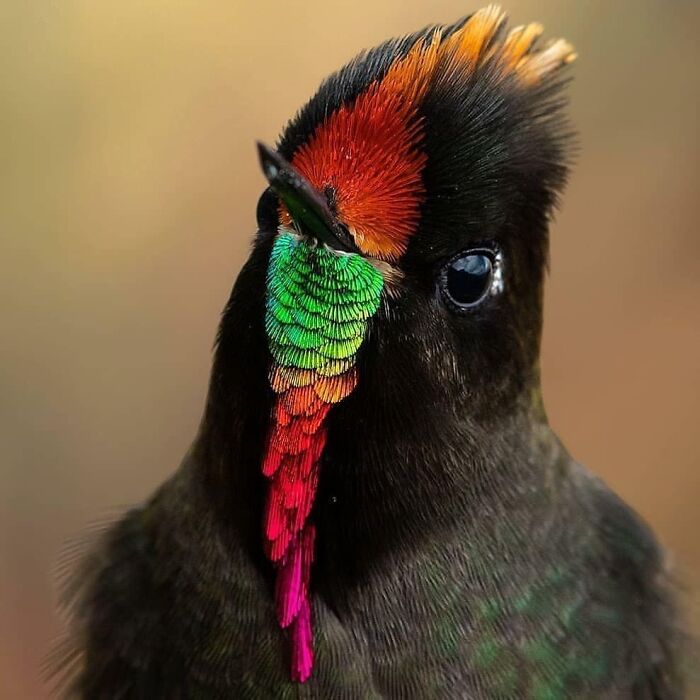 This Page Shared 80 Rare Bird Photos That Showcase The Beauty Of Nature In Flight This Page Shared 80 Rare Bird Photos That Showcase The Beauty Of Nature In Flight
