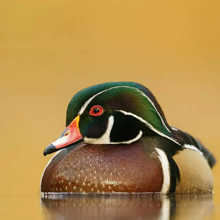 This Page Shared 80 Rare Bird Photos That Showcase The Beauty Of Nature In Flight This Page Shared 80 Rare Bird Photos That Showcase The Beauty Of Nature In Flight