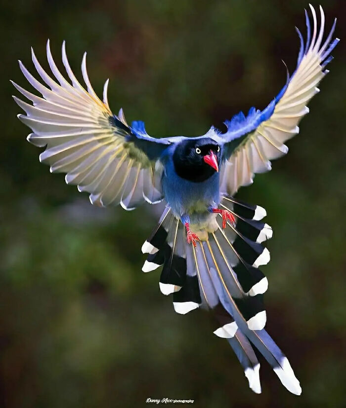 This Page Shared 80 Rare Bird Photos That Showcase The Beauty Of Nature In Flight This Page Shared 80 Rare Bird Photos That Showcase The Beauty Of Nature In Flight
