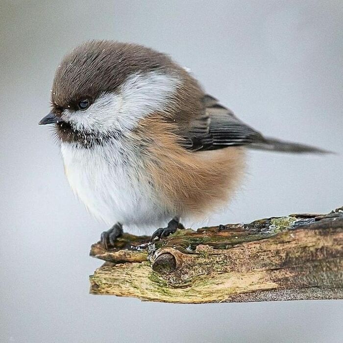 This Page Shared 80 Rare Bird Photos That Showcase The Beauty Of Nature In Flight This Page Shared 80 Rare Bird Photos That Showcase The Beauty Of Nature In Flight