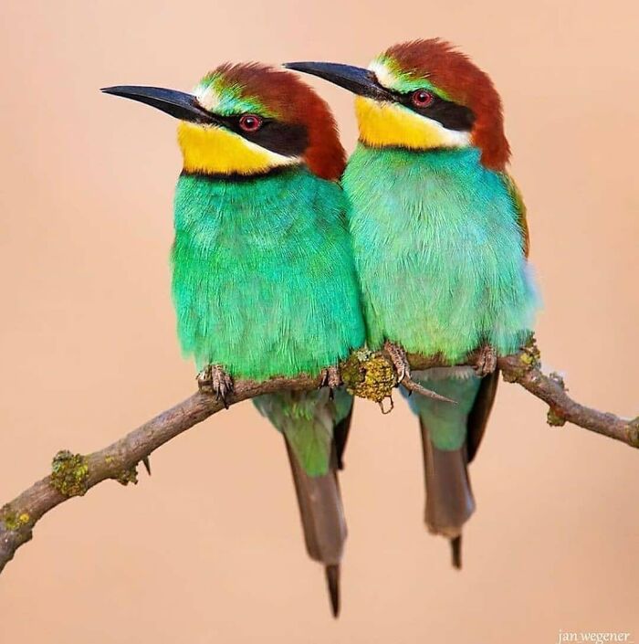 This Page Shared 80 Rare Bird Photos That Showcase The Beauty Of Nature In Flight This Page Shared 80 Rare Bird Photos That Showcase The Beauty Of Nature In Flight