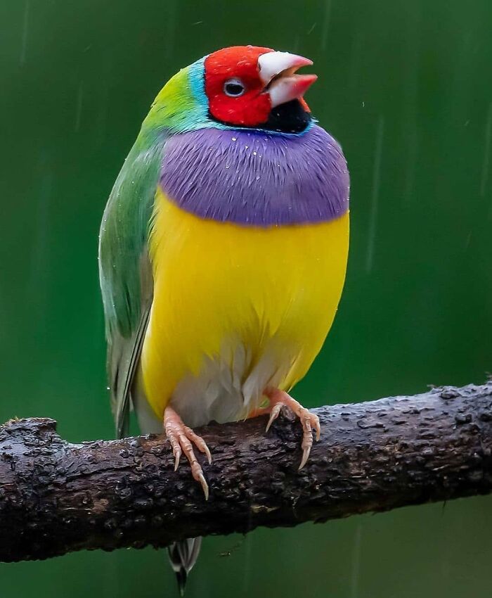 This Page Shared 80 Rare Bird Photos That Showcase The Beauty Of Nature In Flight This Page Shared 80 Rare Bird Photos That Showcase The Beauty Of Nature In Flight