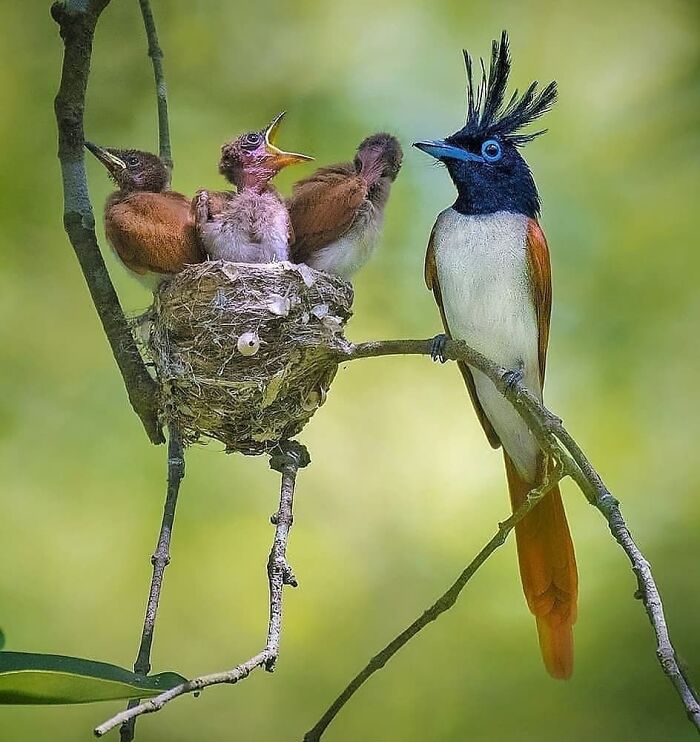 This Page Shared 80 Rare Bird Photos That Showcase The Beauty Of Nature In Flight This Page Shared 80 Rare Bird Photos That Showcase The Beauty Of Nature In Flight