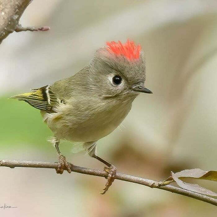 This Page Shared 80 Rare Bird Photos That Showcase The Beauty Of Nature In Flight This Page Shared 80 Rare Bird Photos That Showcase The Beauty Of Nature In Flight