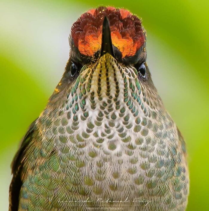 This Page Shared 80 Rare Bird Photos That Showcase The Beauty Of Nature In Flight This Page Shared 80 Rare Bird Photos That Showcase The Beauty Of Nature In Flight