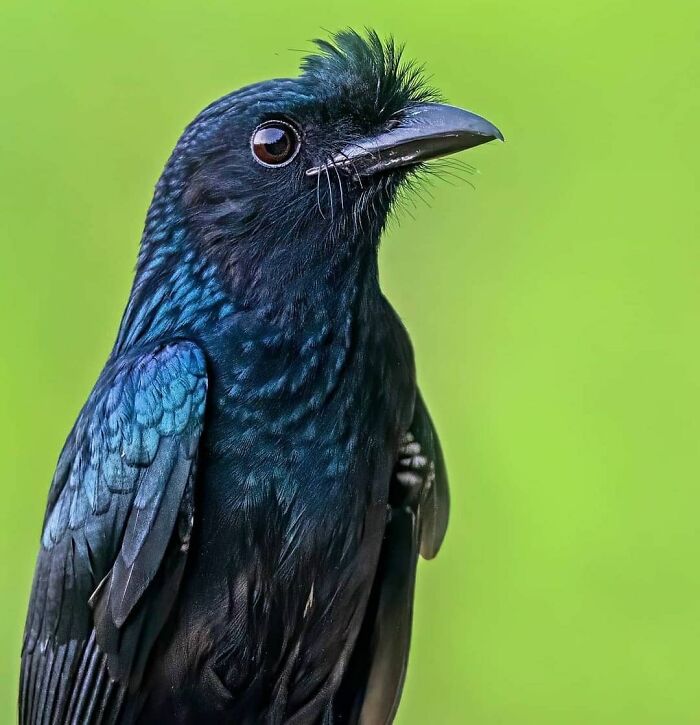 This Page Shared 80 Rare Bird Photos That Showcase The Beauty Of Nature In Flight This Page Shared 80 Rare Bird Photos That Showcase The Beauty Of Nature In Flight