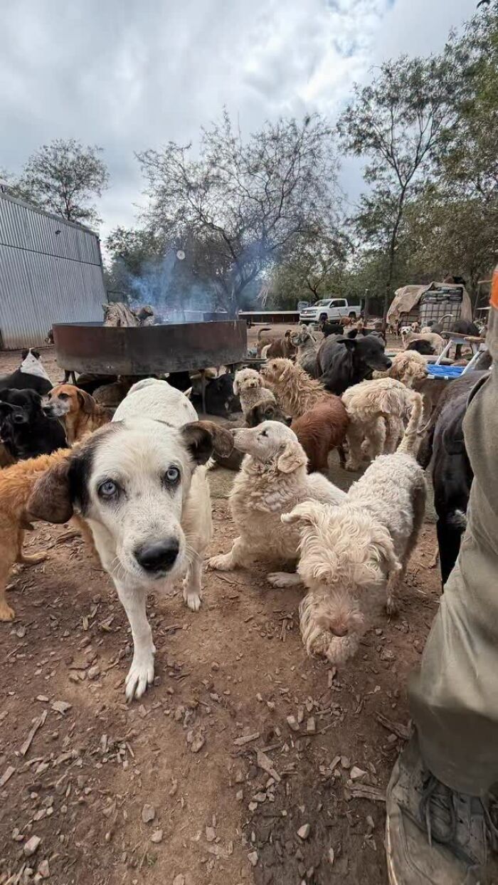 This Man Has Dedicated Years Of His Life To Caring For More Than 600 Rescue Dogs (27 Pics) This Man Has Dedicated Years Of His Life To Caring For More Than 600 Rescue Dogs (27 Pics)