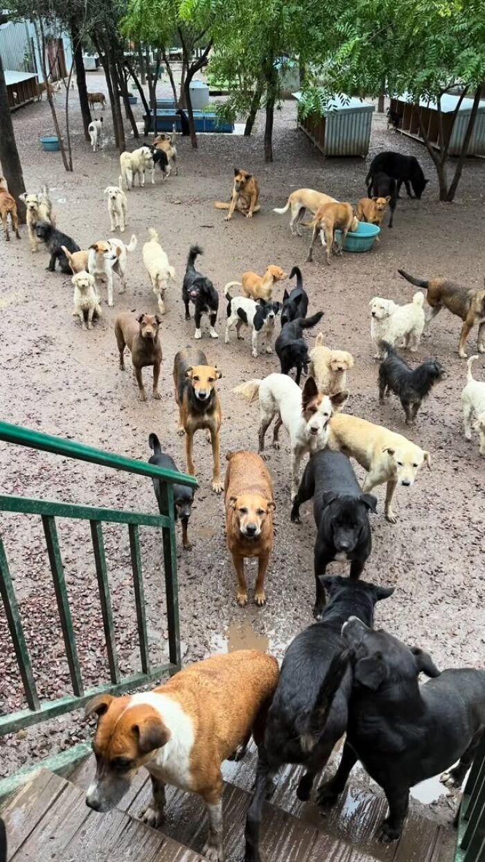 This Man Has Dedicated Years Of His Life To Caring For More Than 600 Rescue Dogs (27 Pics) This Man Has Dedicated Years Of His Life To Caring For More Than 600 Rescue Dogs (27 Pics)