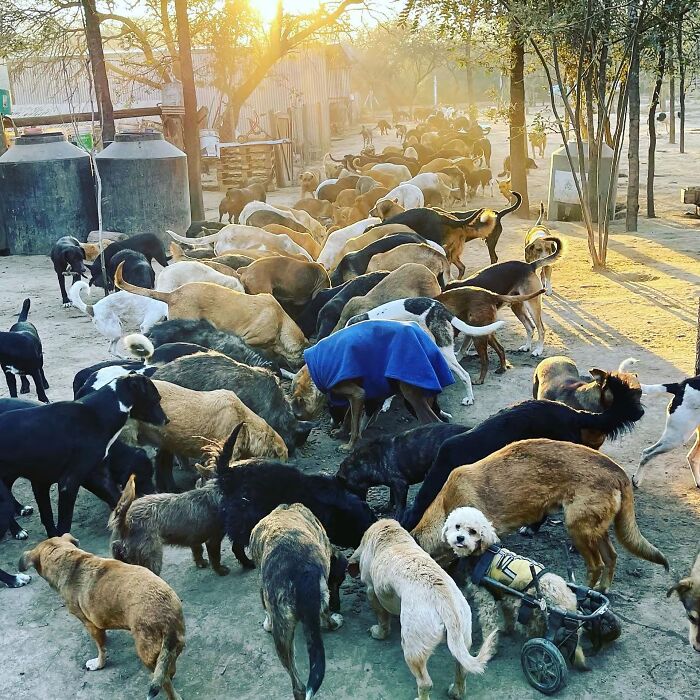 This Man Has Dedicated Years Of His Life To Caring For More Than 600 Rescue Dogs (27 Pics) This Man Has Dedicated Years Of His Life To Caring For More Than 600 Rescue Dogs (27 Pics)
