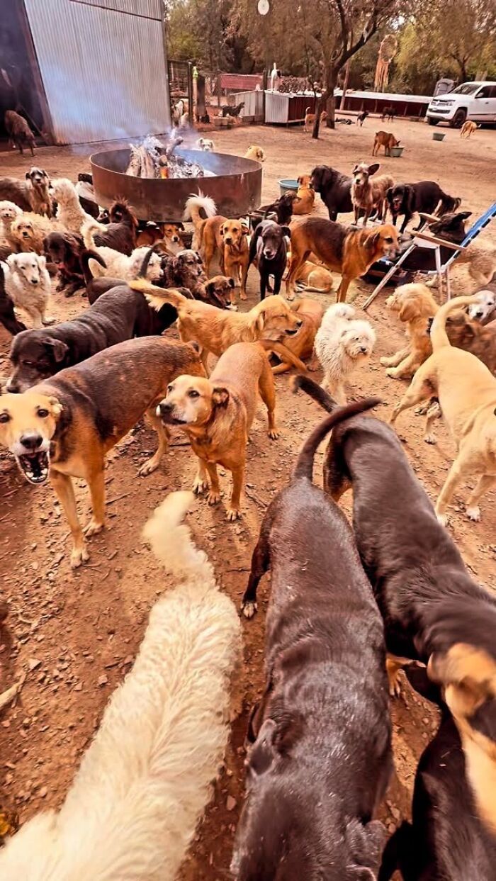 This Man Has Dedicated Years Of His Life To Caring For More Than 600 Rescue Dogs (27 Pics) This Man Has Dedicated Years Of His Life To Caring For More Than 600 Rescue Dogs (27 Pics)