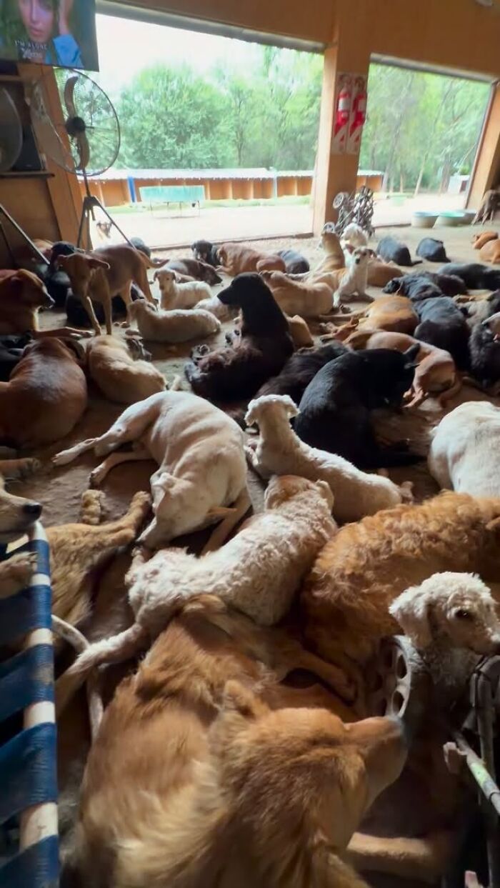 This Man Has Dedicated Years Of His Life To Caring For More Than 600 Rescue Dogs (27 Pics) This Man Has Dedicated Years Of His Life To Caring For More Than 600 Rescue Dogs (27 Pics)