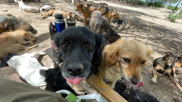 This Man Has Dedicated Years Of His Life To Caring For More Than 600 Rescue Dogs (27 Pics) This Man Has Dedicated Years Of His Life To Caring For More Than 600 Rescue Dogs (27 Pics)