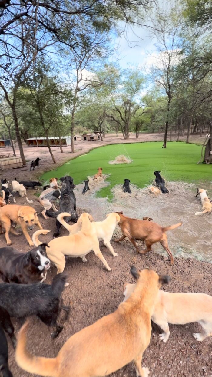 This Man Has Dedicated Years Of His Life To Caring For More Than 600 Rescue Dogs (27 Pics) This Man Has Dedicated Years Of His Life To Caring For More Than 600 Rescue Dogs (27 Pics)