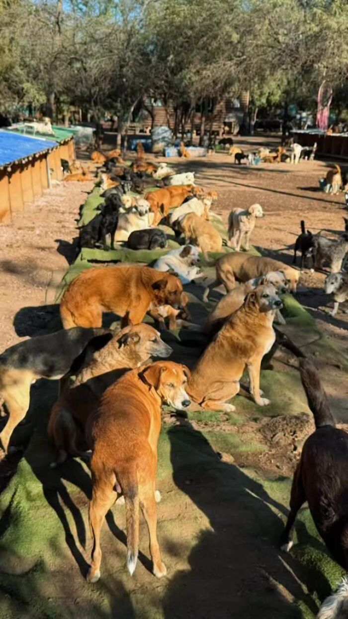 This Man Has Dedicated Years Of His Life To Caring For More Than 600 Rescue Dogs (27 Pics) This Man Has Dedicated Years Of His Life To Caring For More Than 600 Rescue Dogs (27 Pics)