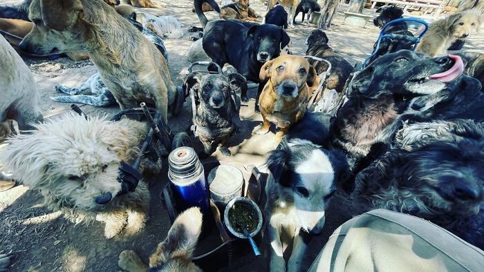 This Man Has Dedicated Years Of His Life To Caring For More Than 600 Rescue Dogs (27 Pics) This Man Has Dedicated Years Of His Life To Caring For More Than 600 Rescue Dogs (27 Pics)