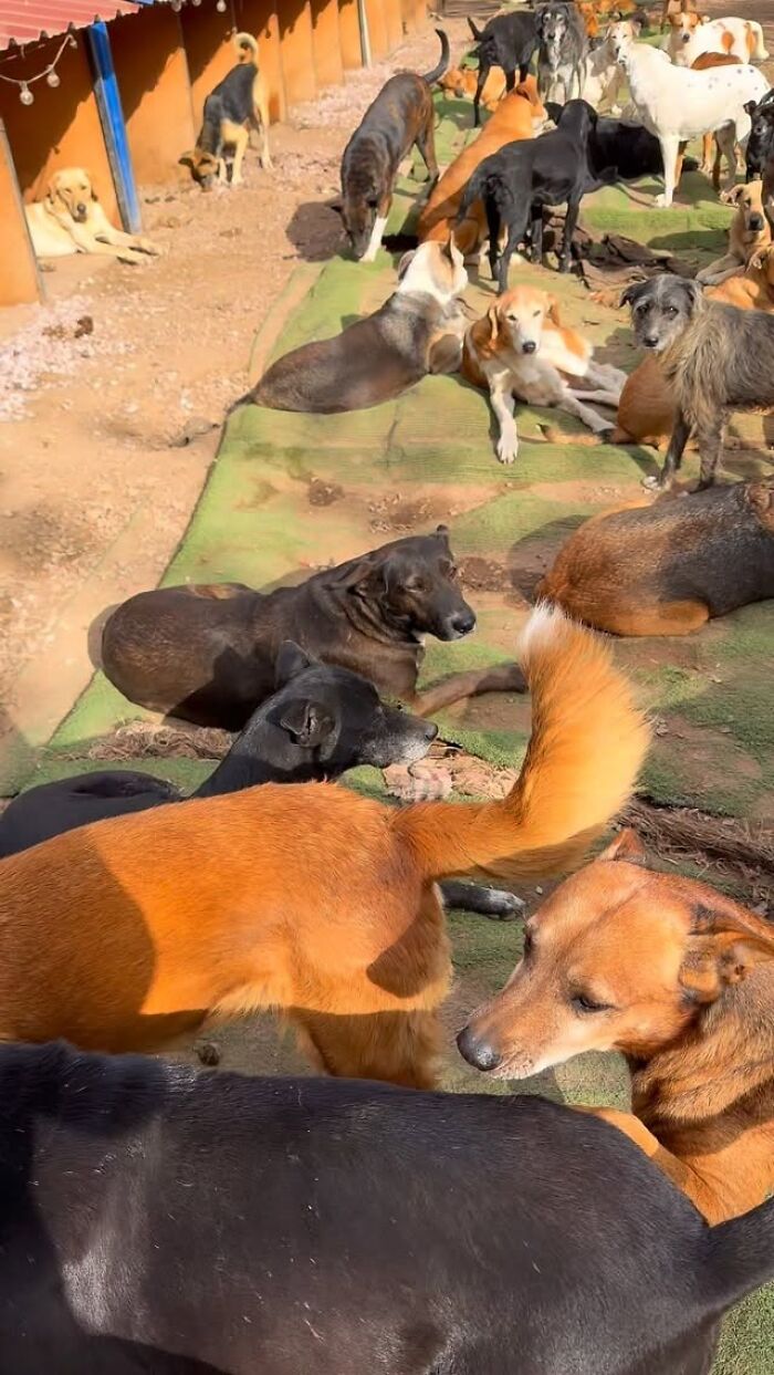 This Man Has Dedicated Years Of His Life To Caring For More Than 600 Rescue Dogs (27 Pics) This Man Has Dedicated Years Of His Life To Caring For More Than 600 Rescue Dogs (27 Pics)