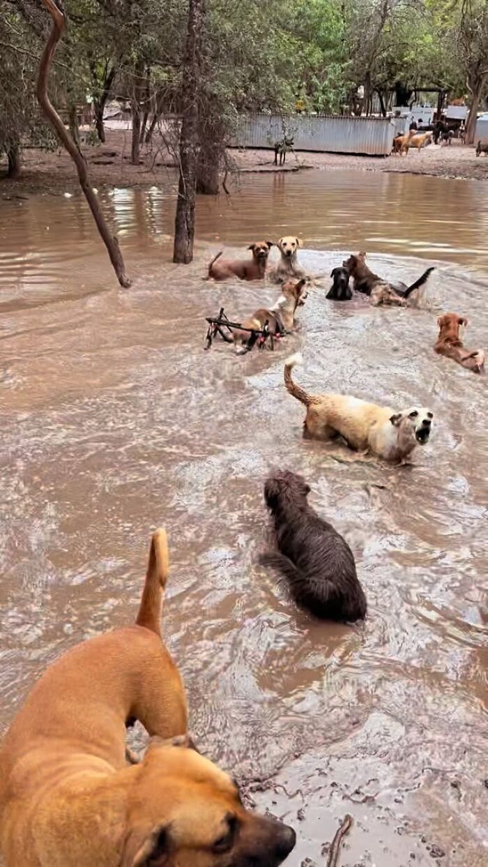 This Man Has Dedicated Years Of His Life To Caring For More Than 600 Rescue Dogs (27 Pics) This Man Has Dedicated Years Of His Life To Caring For More Than 600 Rescue Dogs (27 Pics)