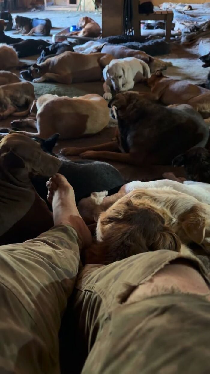 This Man Has Dedicated Years Of His Life To Caring For More Than 600 Rescue Dogs (27 Pics) This Man Has Dedicated Years Of His Life To Caring For More Than 600 Rescue Dogs (27 Pics)
