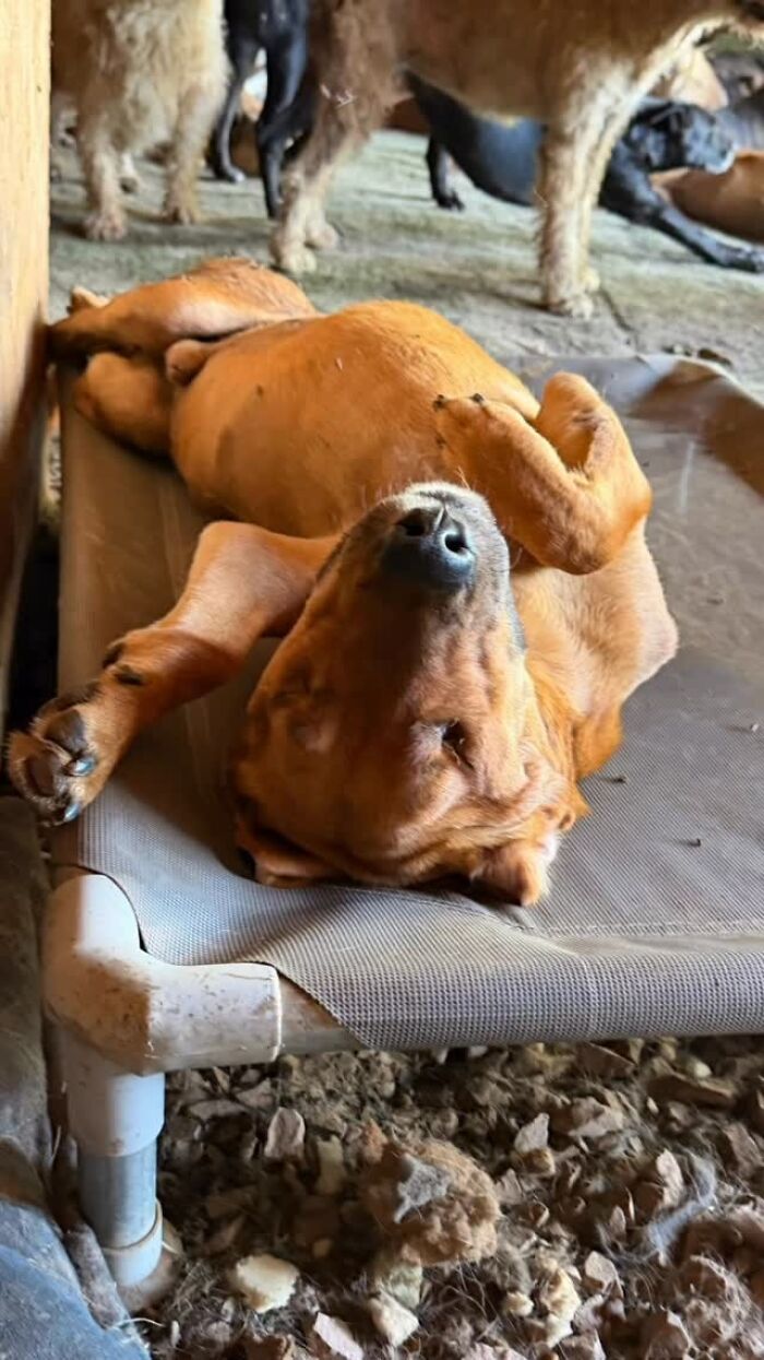 This Man Has Dedicated Years Of His Life To Caring For More Than 600 Rescue Dogs (27 Pics) This Man Has Dedicated Years Of His Life To Caring For More Than 600 Rescue Dogs (27 Pics)