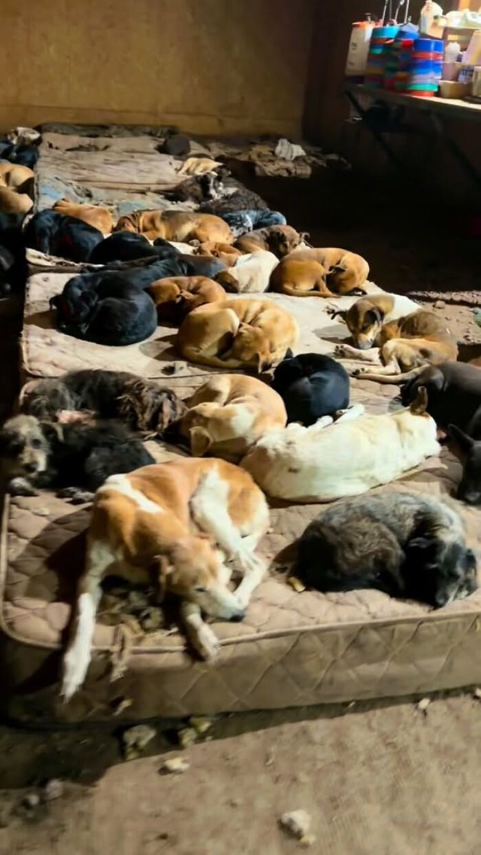 This Man Has Dedicated Years Of His Life To Caring For More Than 600 Rescue Dogs (27 Pics) This Man Has Dedicated Years Of His Life To Caring For More Than 600 Rescue Dogs (27 Pics)