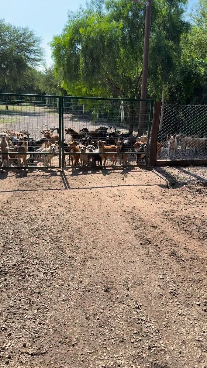 This Man Has Dedicated Years Of His Life To Caring For More Than 600 Rescue Dogs (27 Pics) This Man Has Dedicated Years Of His Life To Caring For More Than 600 Rescue Dogs (27 Pics)