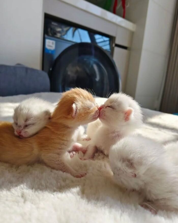 63 Funny And Cute Cat Photos That Might Make You Smile Today (New Pics) 63 Funny And Cute Cat Photos That Might Make You Smile Today (New Pics)