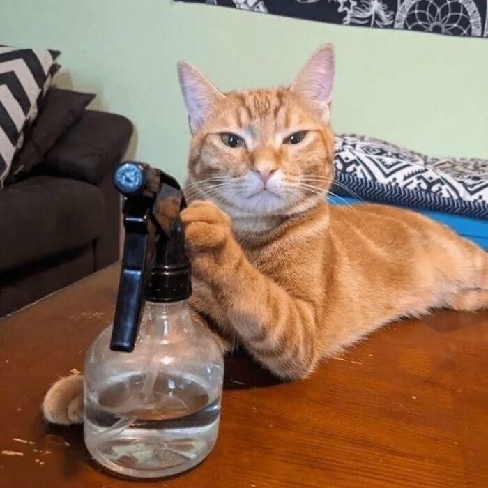 63 Funny And Cute Cat Photos That Might Make You Smile Today (New Pics) 63 Funny And Cute Cat Photos That Might Make You Smile Today (New Pics)