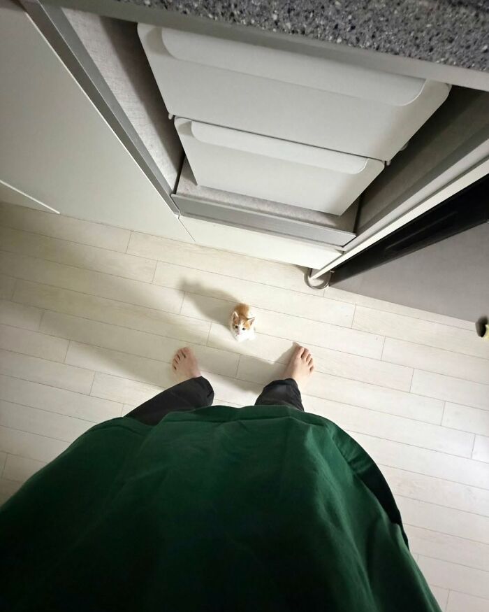 63 Funny And Cute Cat Photos That Might Make You Smile Today (New Pics) 63 Funny And Cute Cat Photos That Might Make You Smile Today (New Pics)