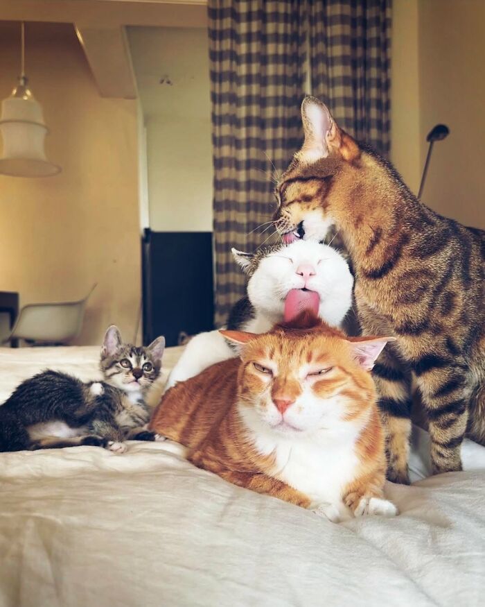 63 Funny And Cute Cat Photos That Might Make You Smile Today (New Pics) 63 Funny And Cute Cat Photos That Might Make You Smile Today (New Pics)