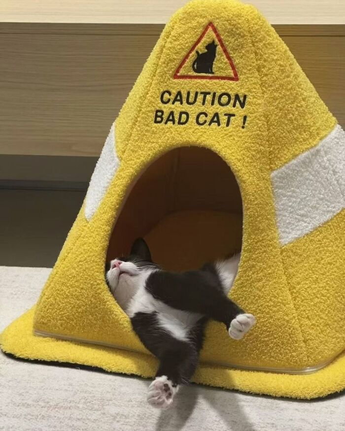 63 Funny And Cute Cat Photos That Might Make You Smile Today (New Pics) 63 Funny And Cute Cat Photos That Might Make You Smile Today (New Pics)
