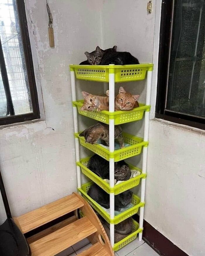 63 Funny And Cute Cat Photos That Might Make You Smile Today (New Pics) 63 Funny And Cute Cat Photos That Might Make You Smile Today (New Pics)