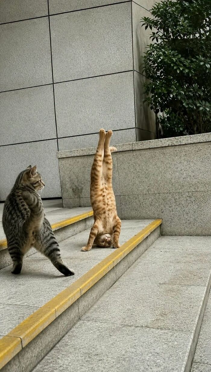 63 Funny And Cute Cat Photos That Might Make You Smile Today (New Pics) 63 Funny And Cute Cat Photos That Might Make You Smile Today (New Pics)