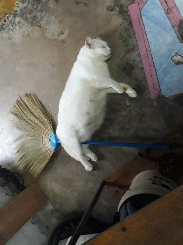 63 Funny And Cute Cat Photos That Might Make You Smile Today (New Pics) 63 Funny And Cute Cat Photos That Might Make You Smile Today (New Pics)